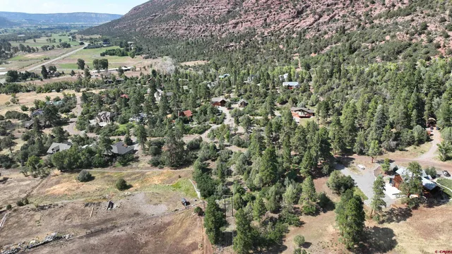 a view of a forest with a tree