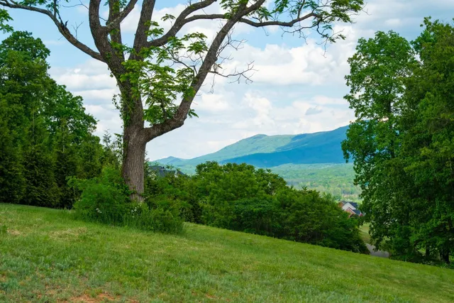 a view of a trees with a yard