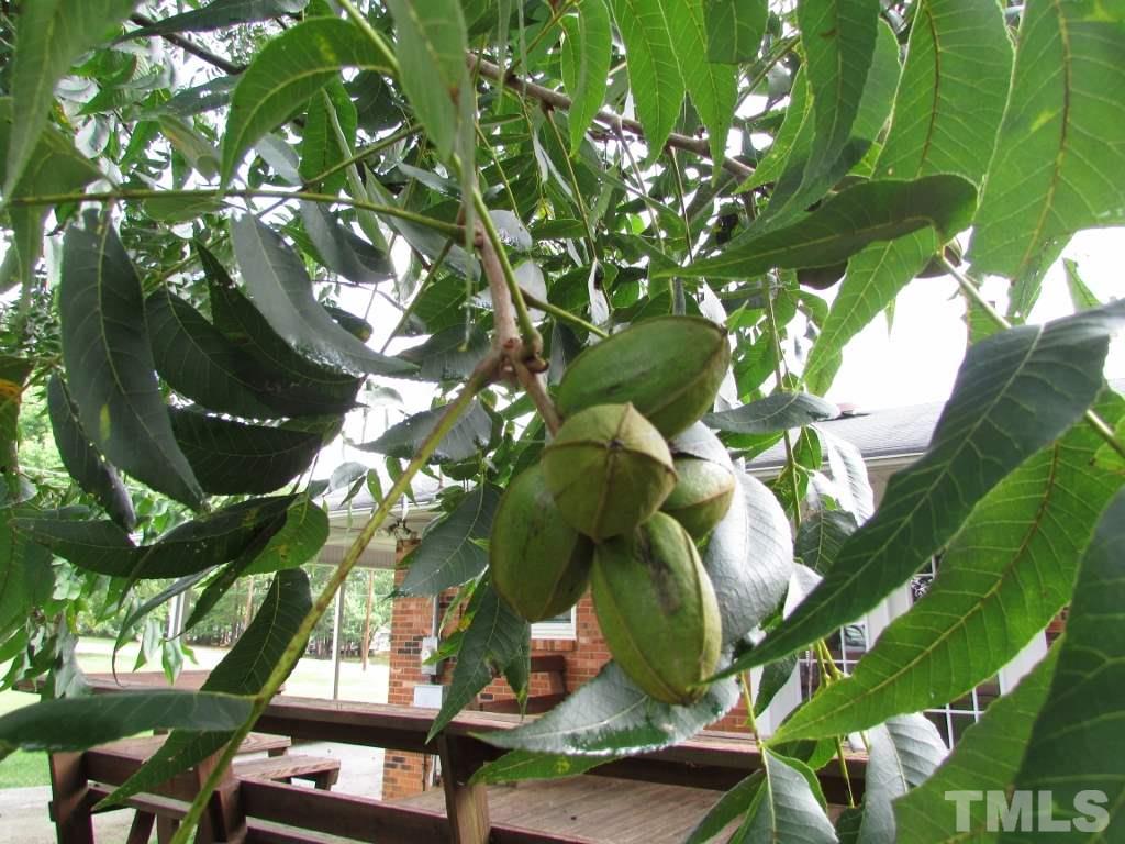 3749 Semora Road Roxboro, NC 27574 - Photo 20 of 24 OMG look at the size of these pecans