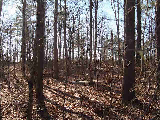 0 Walkers Gap Road, Unit 3 37 AC Springville, AL 35146 - Photo 6 of 9