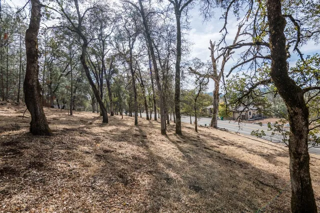 a view of a forest with trees