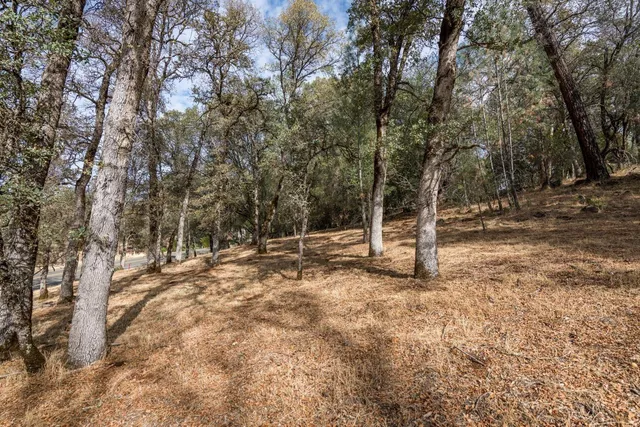 a view of a yard with a tree
