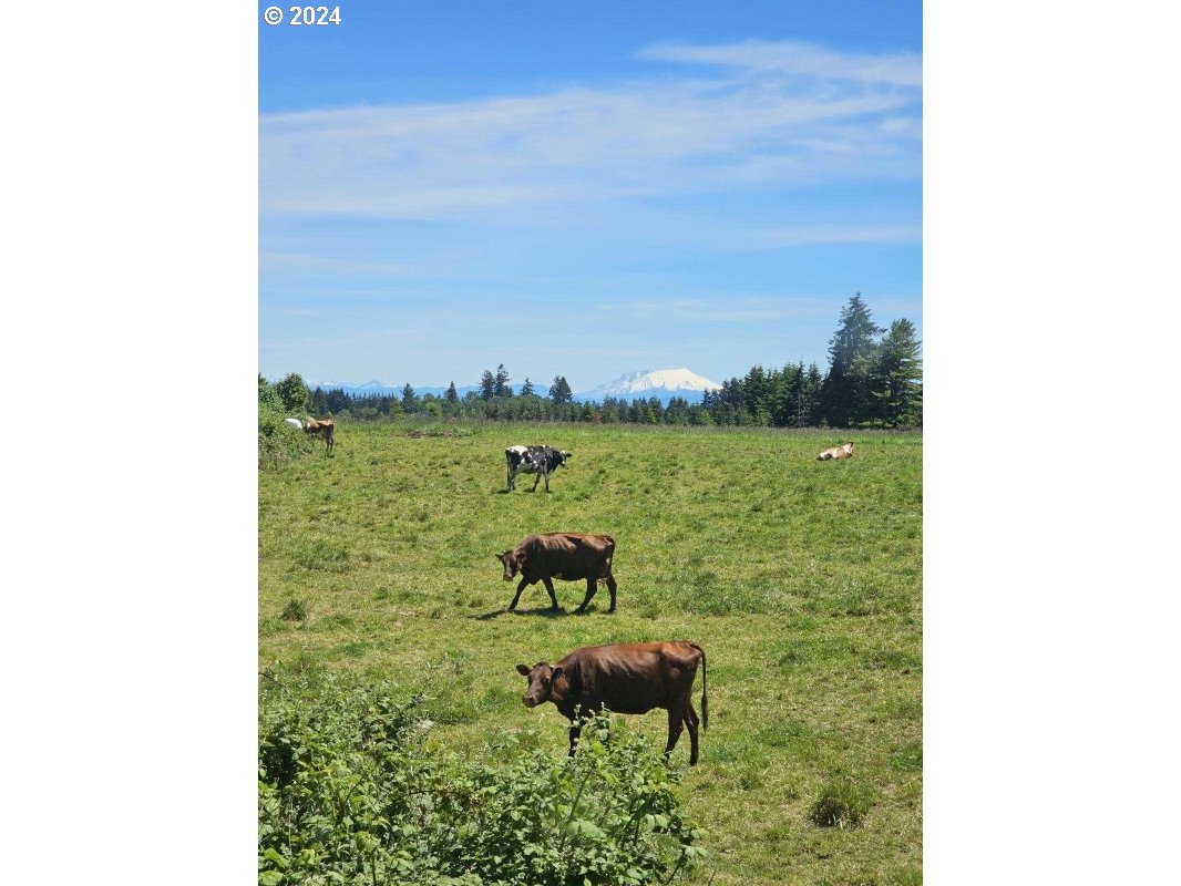 1016 Peach Road Winlock, WA 98596 - Photo 13 of 43 a view of a yard