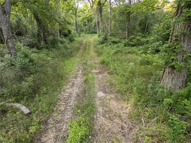 a view of a forest with trees in the background