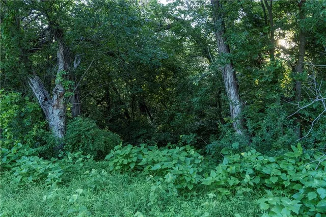 a view of a lush green forest with trees in the background