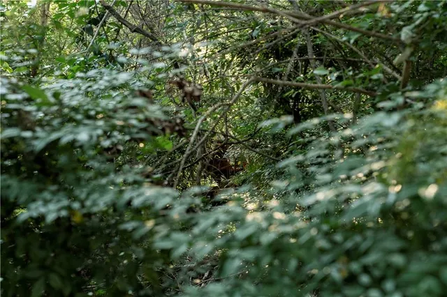 a view of a lush green forest