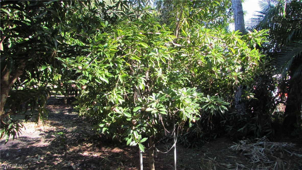 8390 Stringfellow Road St. James City, FL 33956 - Photo 26 of 35 a view of a tree