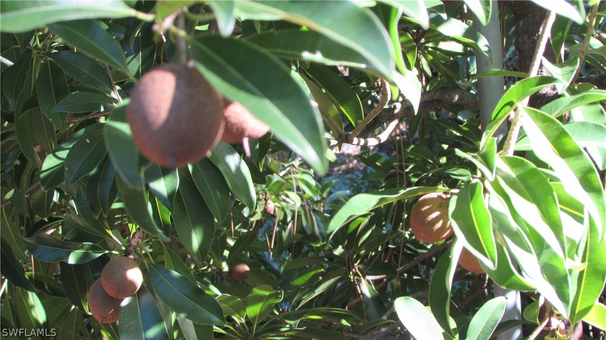 8390 Stringfellow Road St. James City, FL 33956 - Photo 27 of 35 a close up of a plant