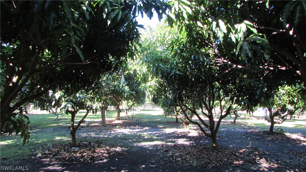 8390 Stringfellow Road St. James City, FL 33956 - Photo 28 of 35 a view of tree trees in a yard