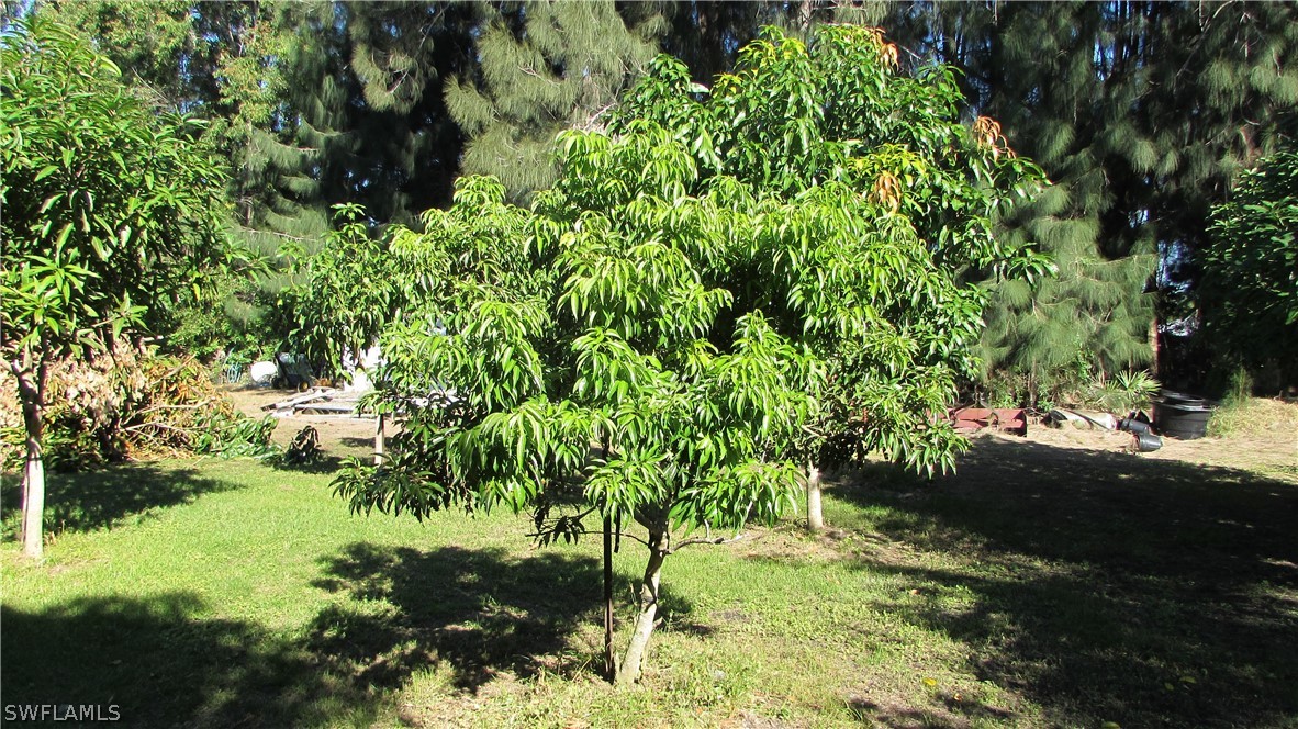 8390 Stringfellow Road St. James City, FL 33956 - Photo 29 of 35 a view of a yard with plants and large trees