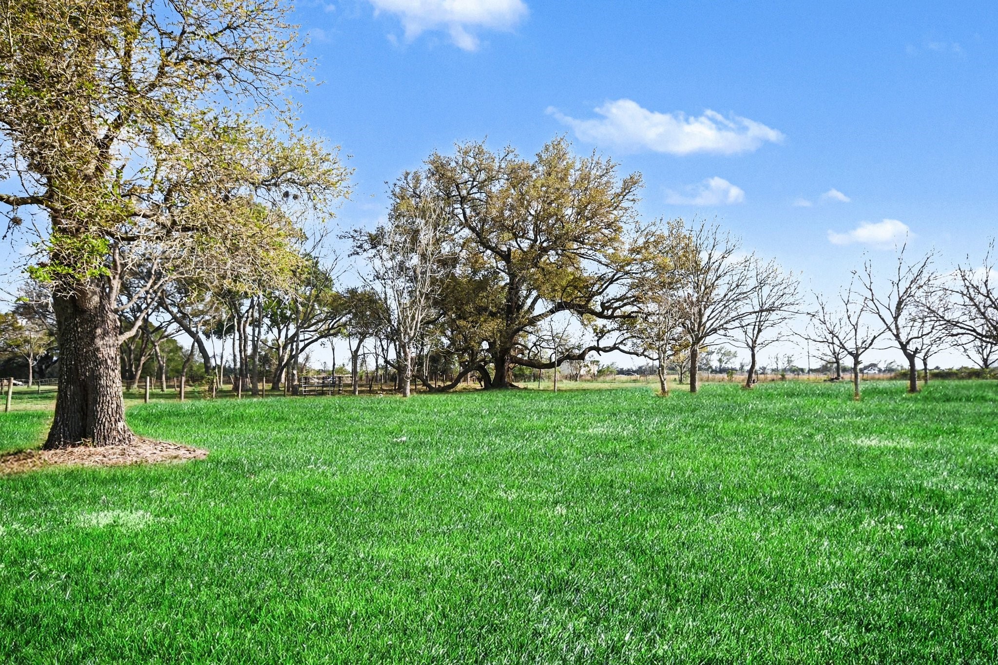 21503 Pecan Bend Road Damon, TX 77430 - Photo 40 of 45 a huge green field with lots of trees