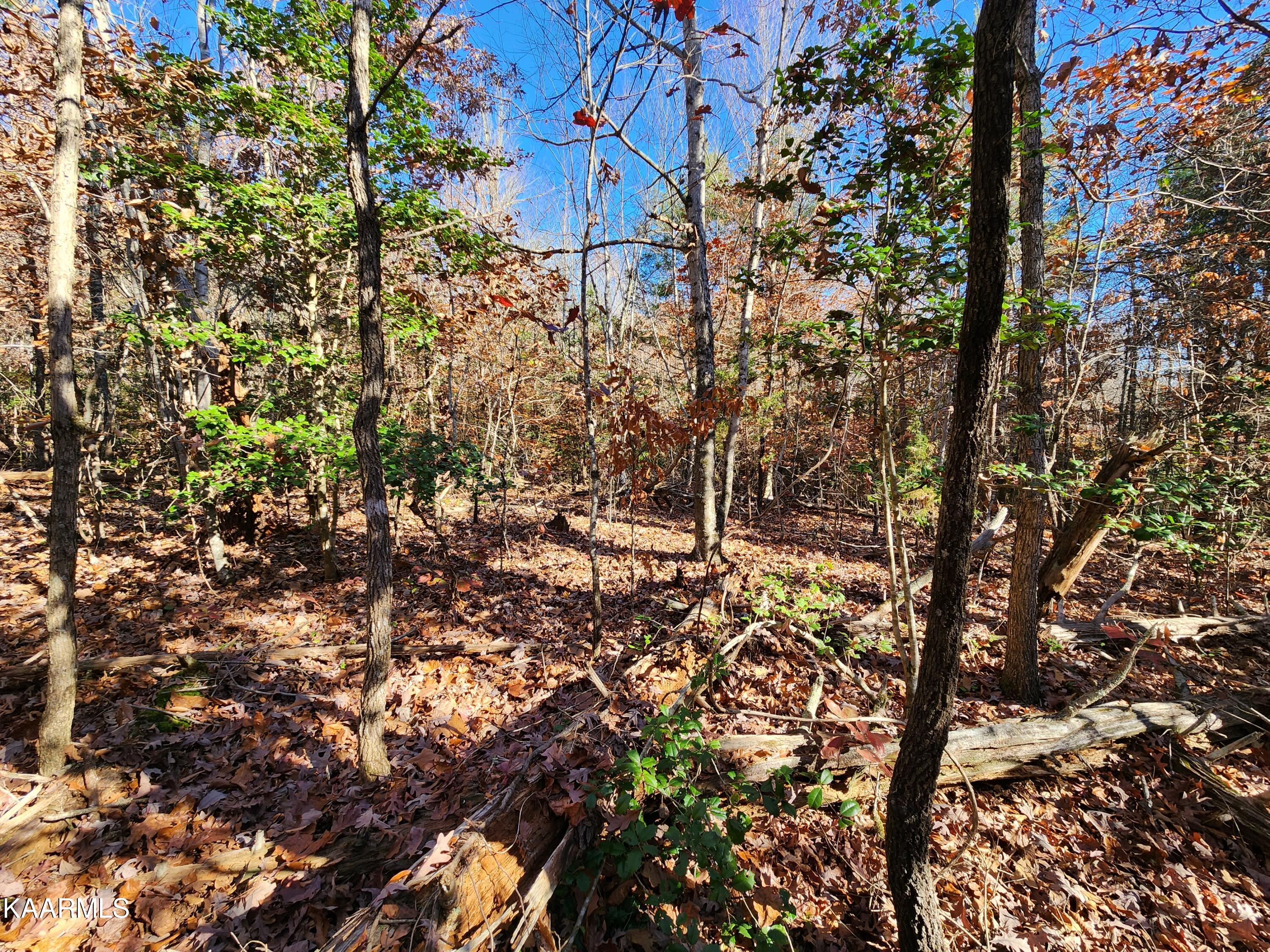 Lot 7 Fancher Road Newport, TN 37821 - Photo 3 of 9 20221104_105807