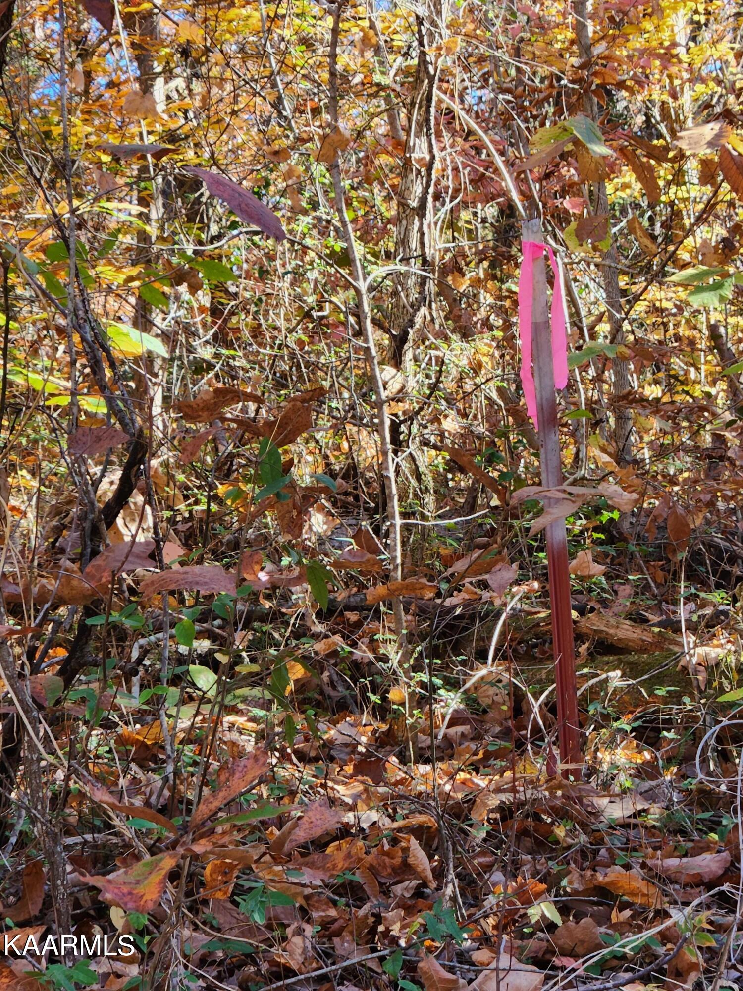 Lot 7 Fancher Road Newport, TN 37821 - Photo 4 of 9 20221104_110308