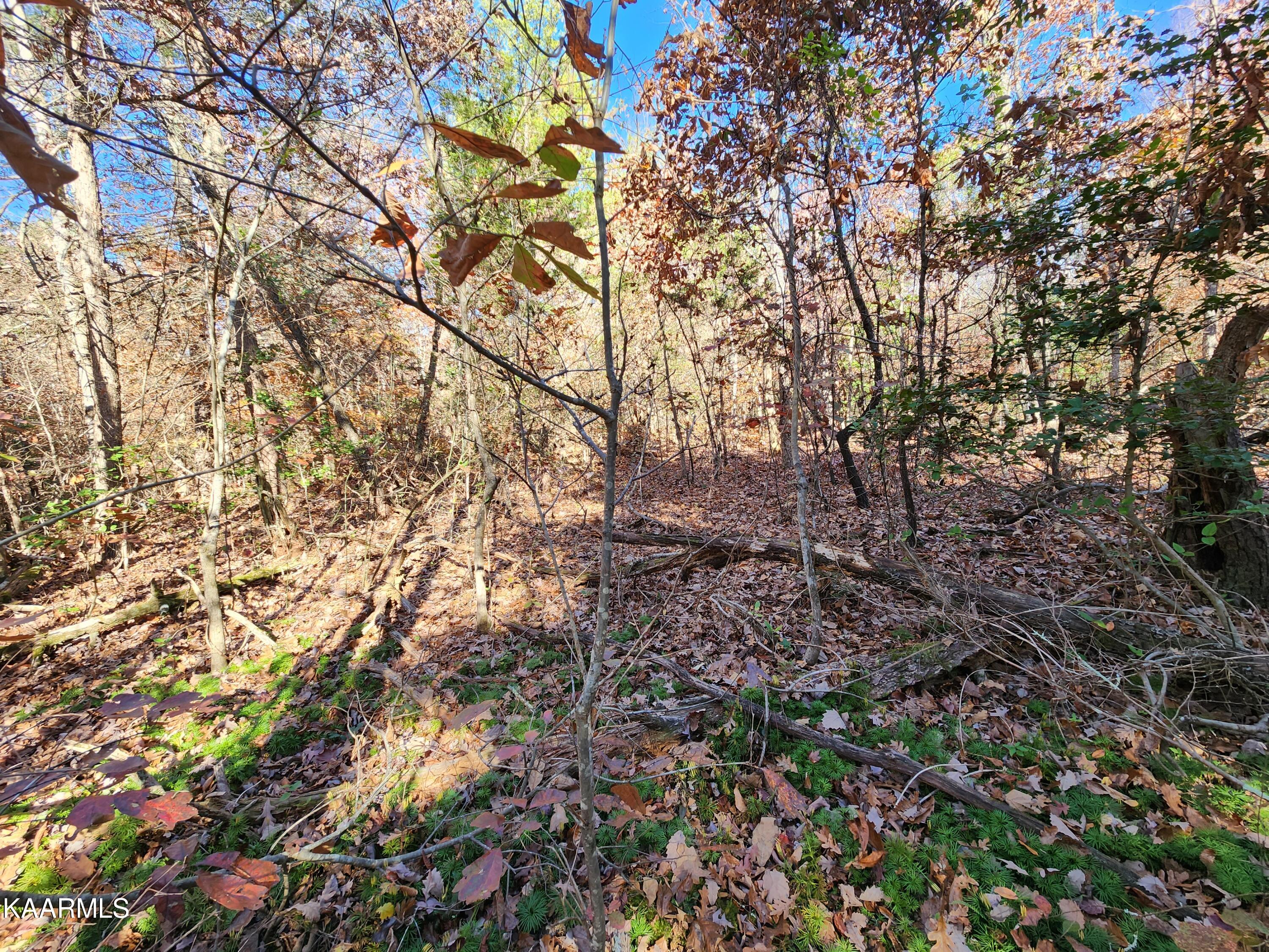 Lot 7 Fancher Road Newport, TN 37821 - Photo 5 of 9 20221104_105742