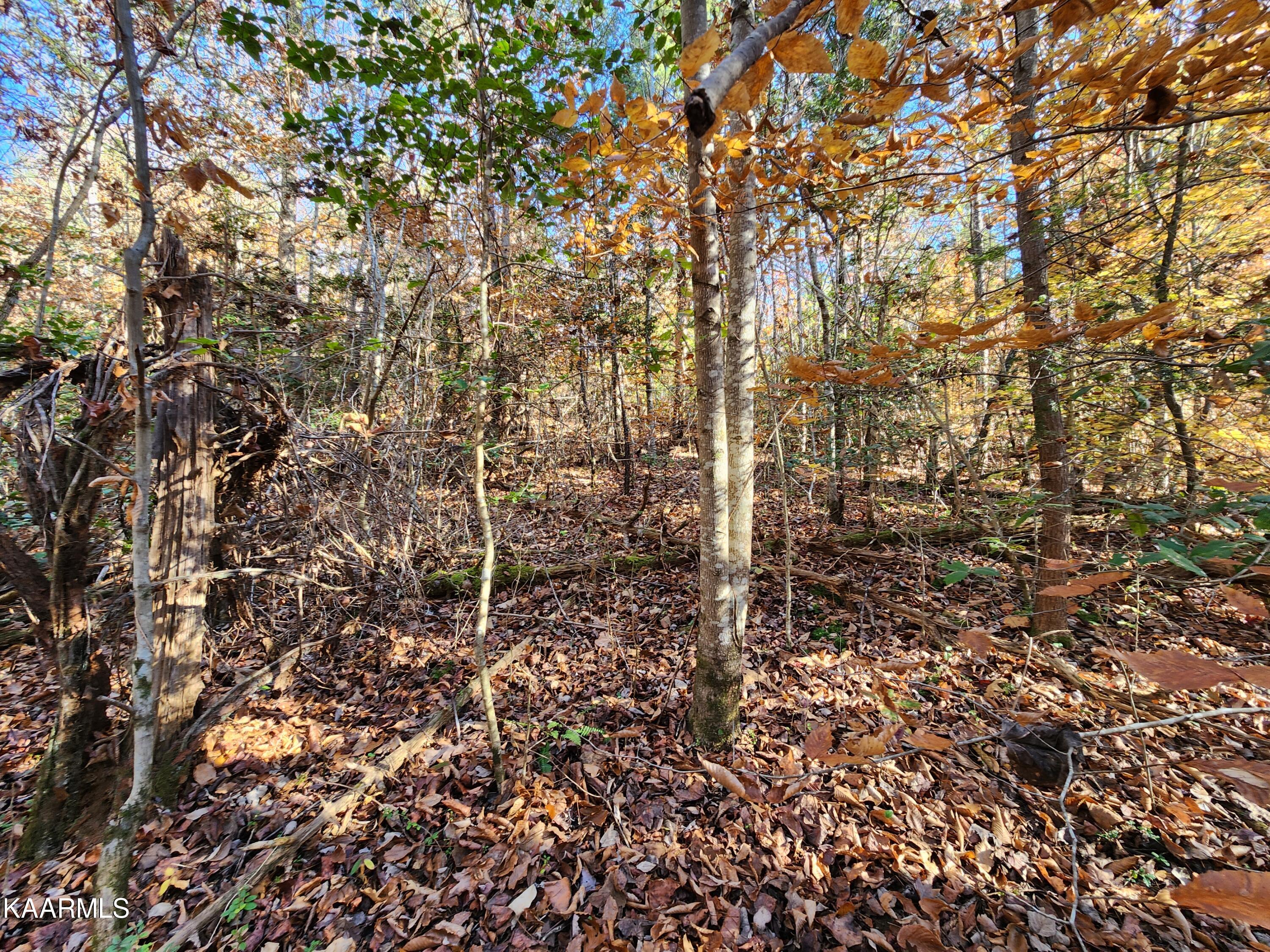 Lot 7 Fancher Road Newport, TN 37821 - Photo 7 of 9 20221104_105612