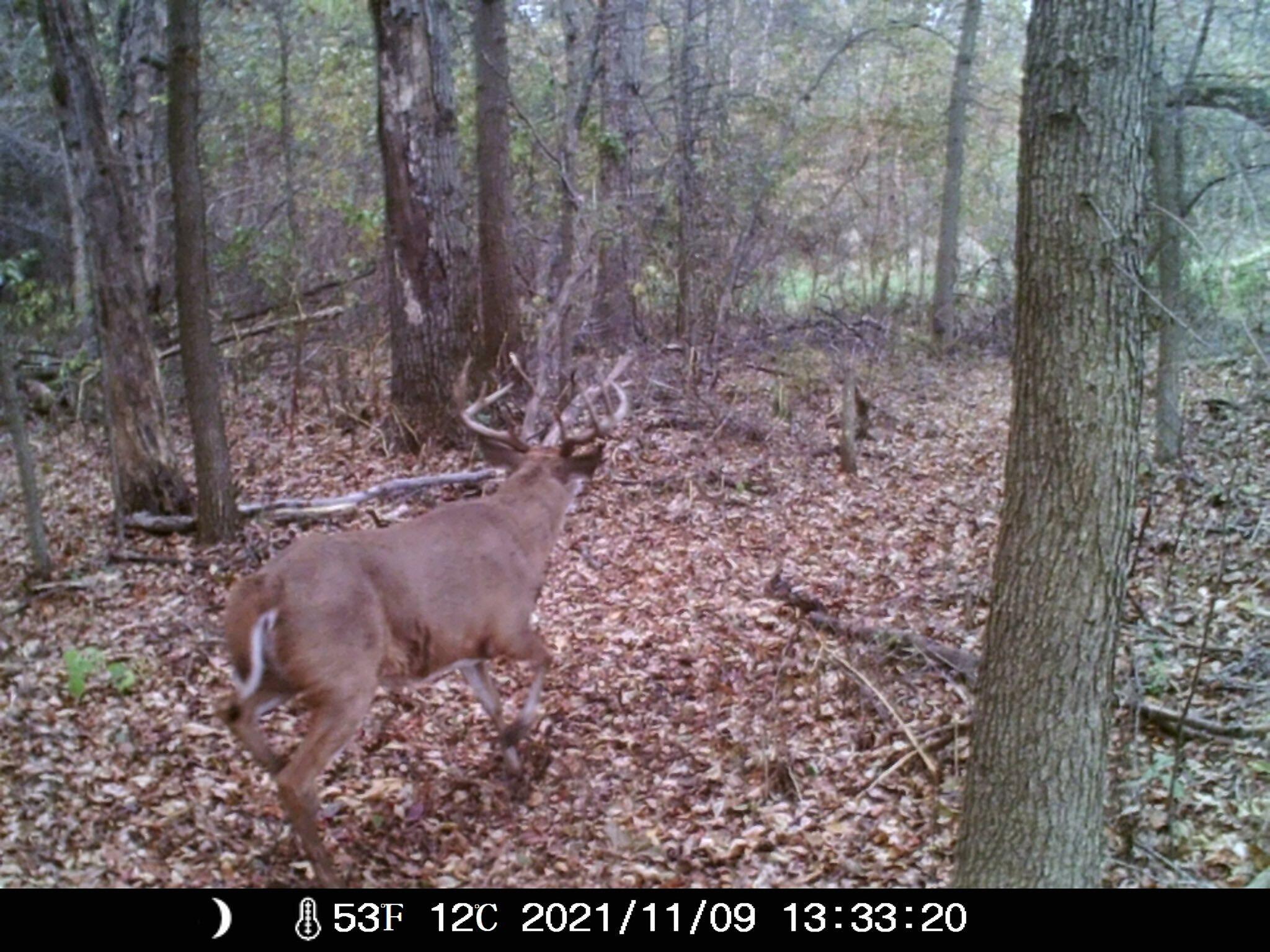 700 North North Street North Rensselaer, IN 47978 - Photo 4 of 13 a view of a yard