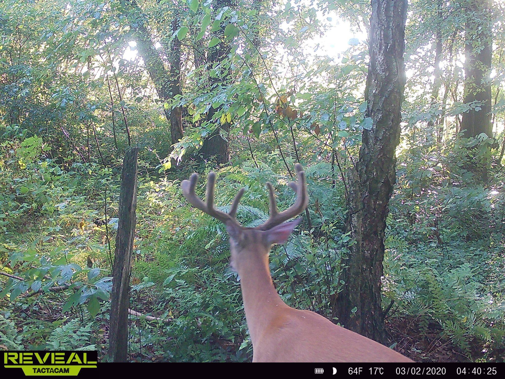 700 North North Street North Rensselaer, IN 47978 - Photo 9 of 13 a view of tree