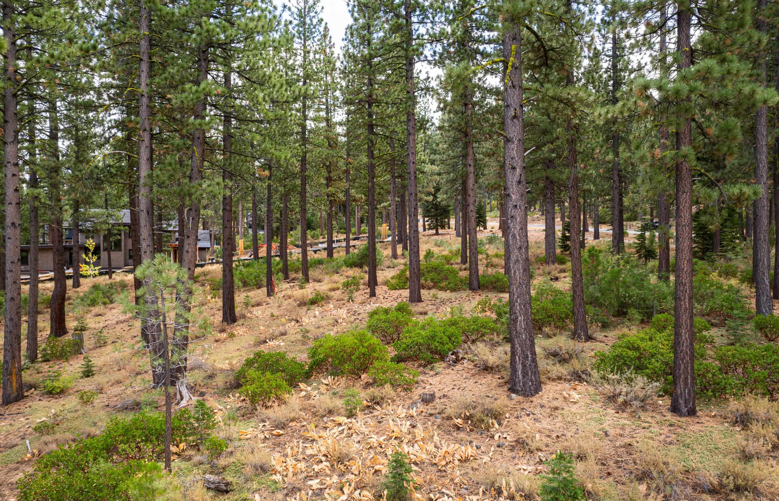 9707 Hunter House Drive Truckee, CA 96161 - Photo 8 of 12 a view of outdoor space with trees