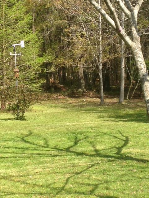 10074 North Carolina Road McClellanville, SC 29458 - Photo 2 of 8 Ruts back yard