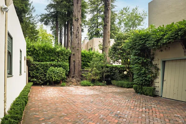 a view of a plants in the backyard