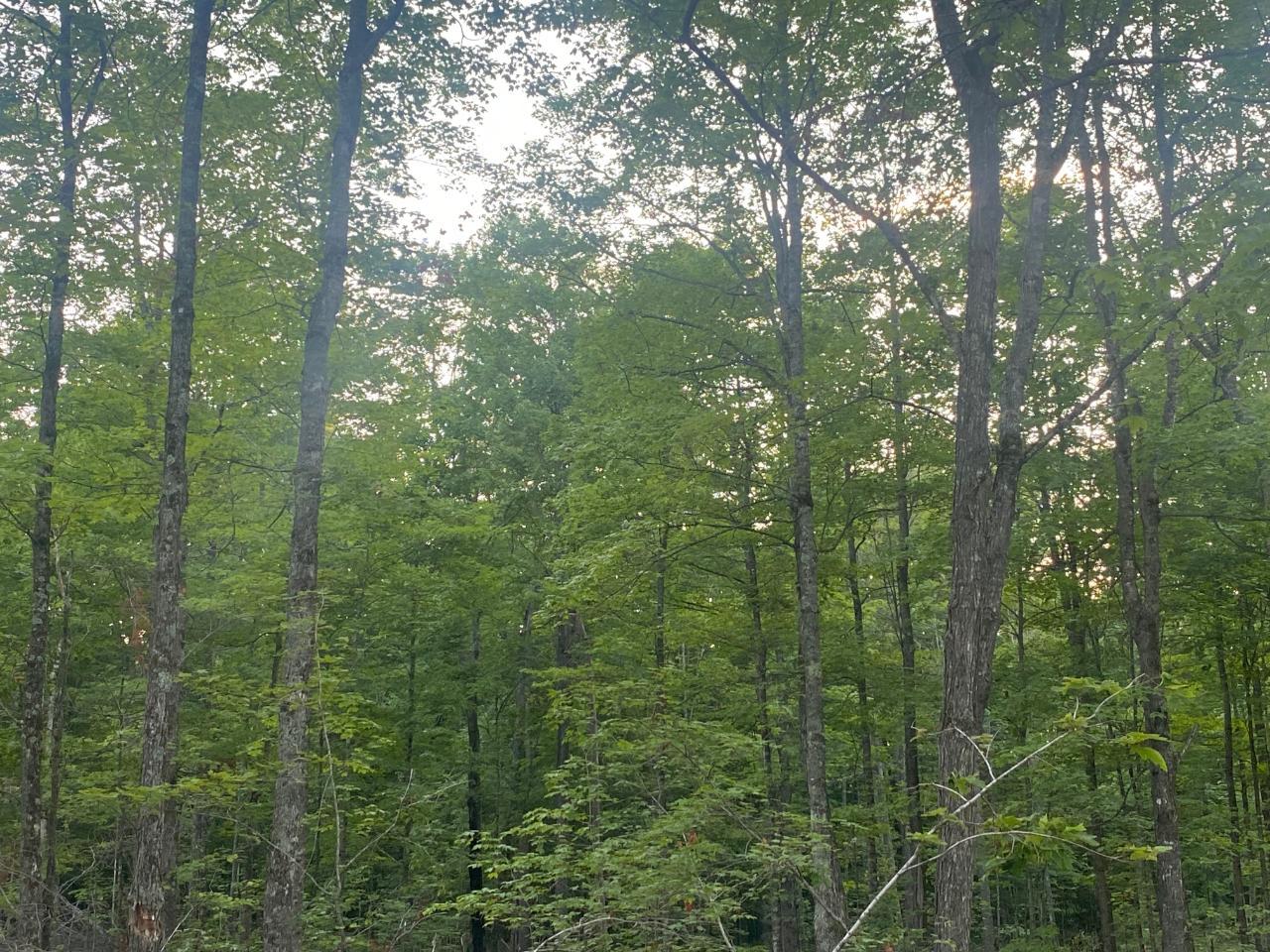 Lot 5 Church Road Conover, WI 54519 - Photo 2 of 11 Gallery Image 2
