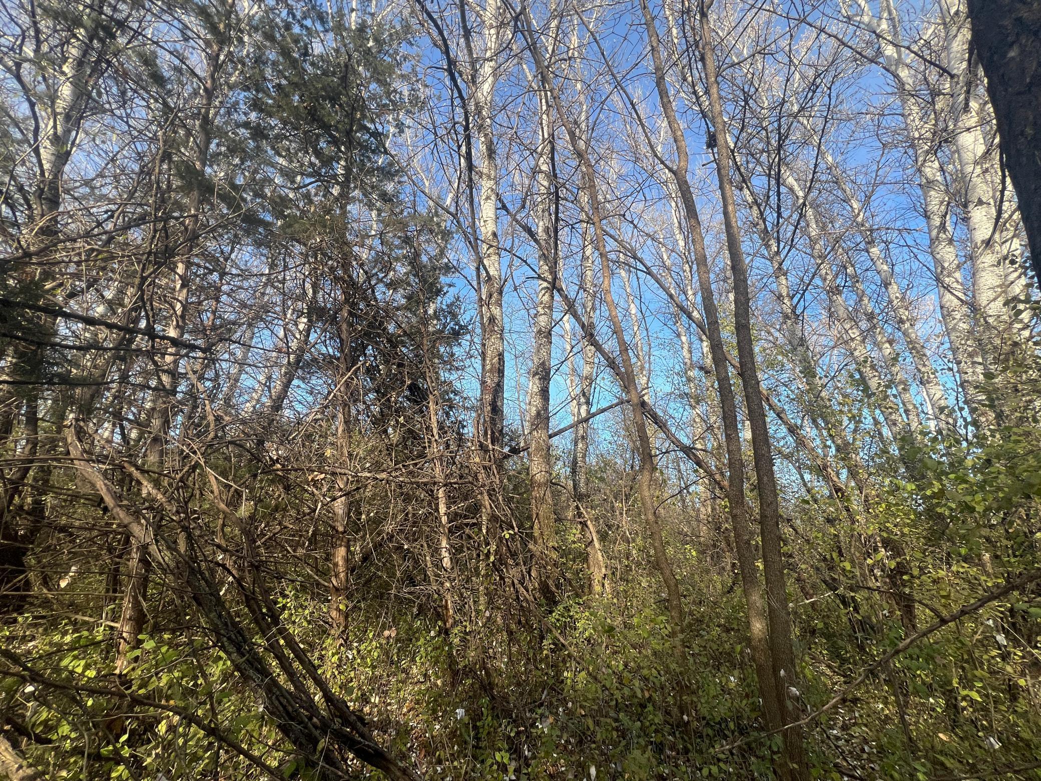 Tbd 72nd Street Southwest Howard Lake, MN 55349 - Photo 9 of 14