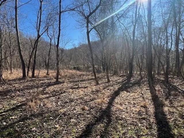 a view of outdoor space with lots of trees