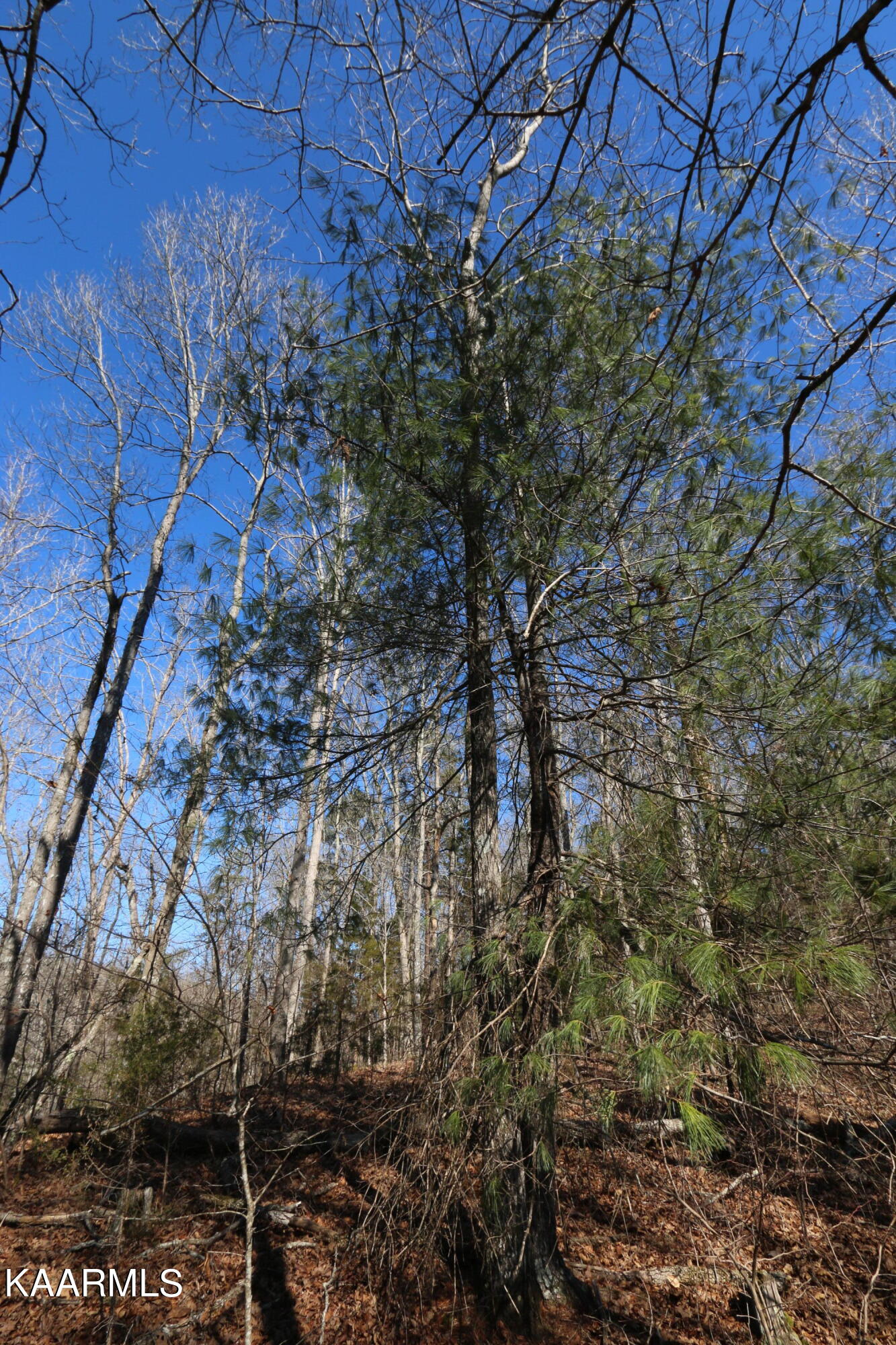 IMG_0123