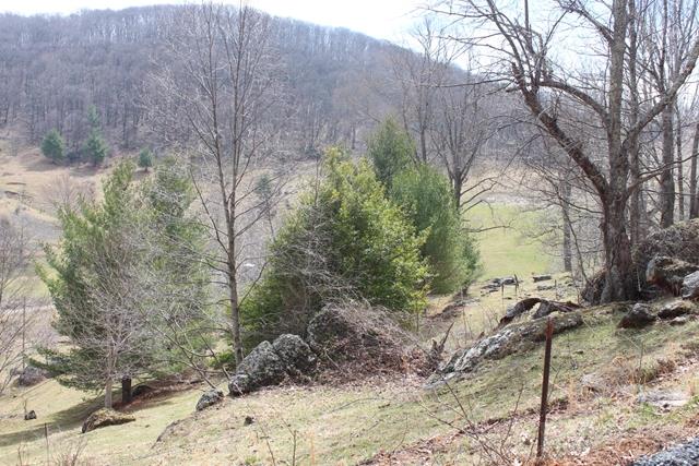 351 Yellow Bear Road Todd, NC 28684 - Photo 2 of 2 Gallery Image 2