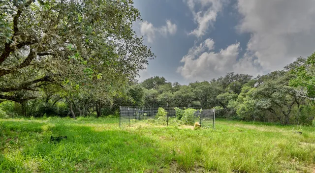 a view of a park with large trees