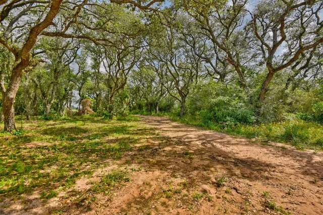 a view of a forest with trees