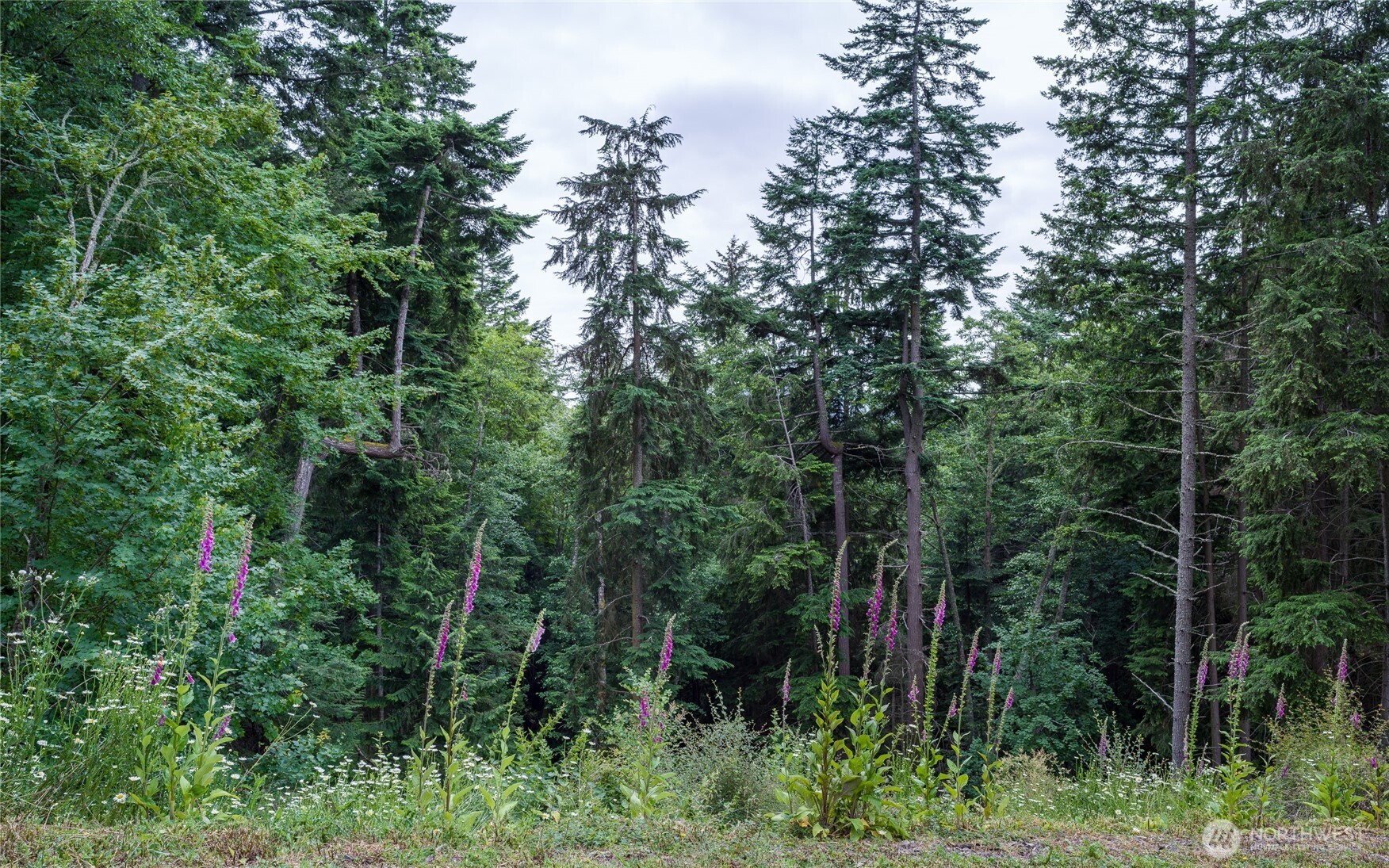 540 Wright Road Orcas Island, WA 98245 - Photo 15 of 40