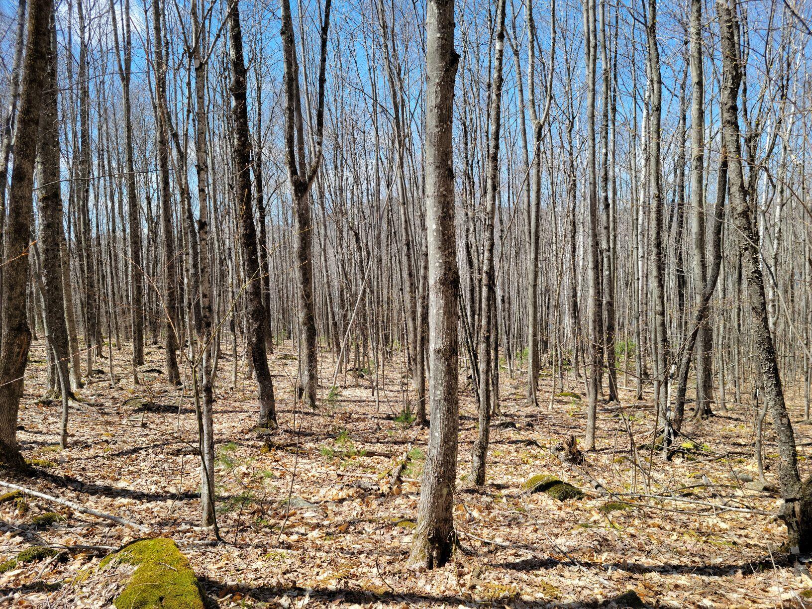 0 Farmer Road Wilton, ME 04294 - Photo 16 of 31 17Wilton tree growth 7