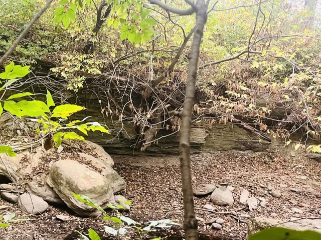 a plant with lots of flowers in it