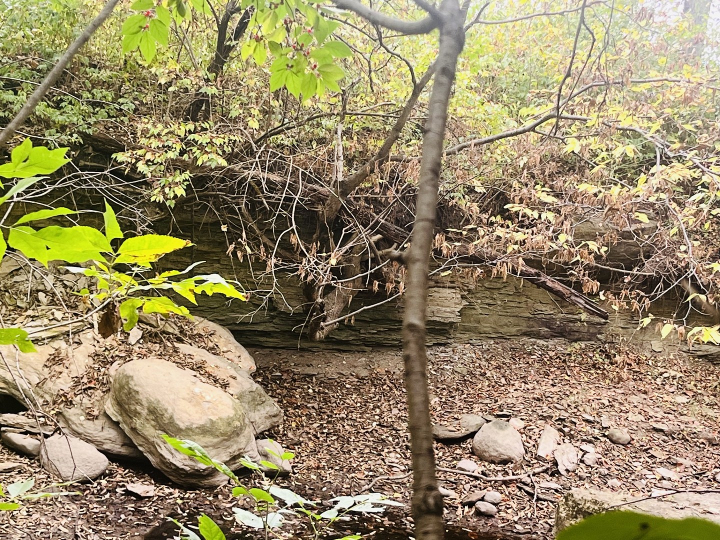 1994 North 2753rd Road Ottawa, IL 61350 - Photo 7 of 37 a plant with lots of flowers in it