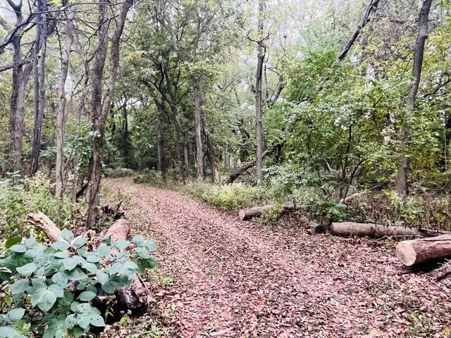 a view of a garden with trees