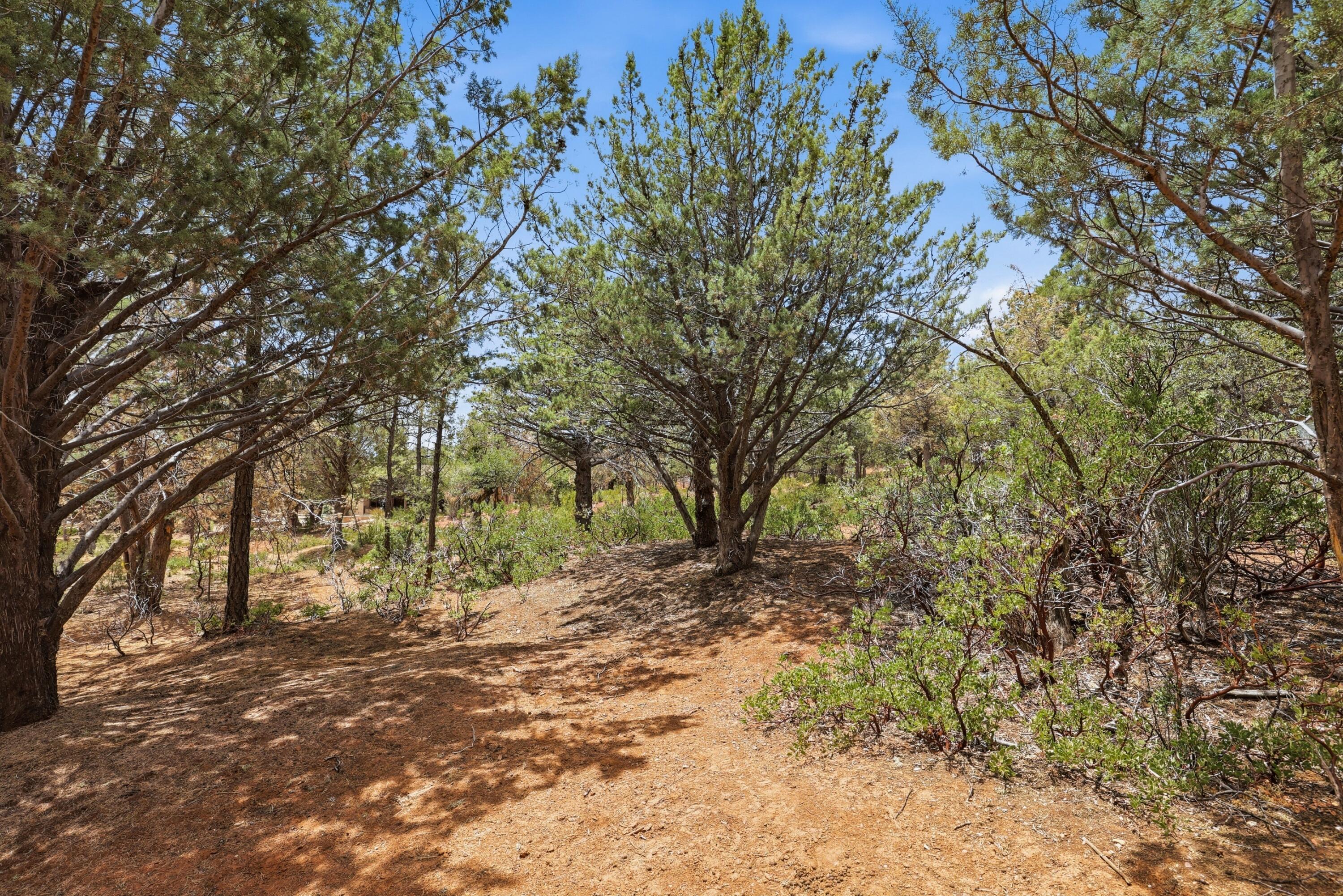 20 Hidden Pines Loop Pine, AZ 85544 - Photo 11 of 13 a view of a yard with plants and trees