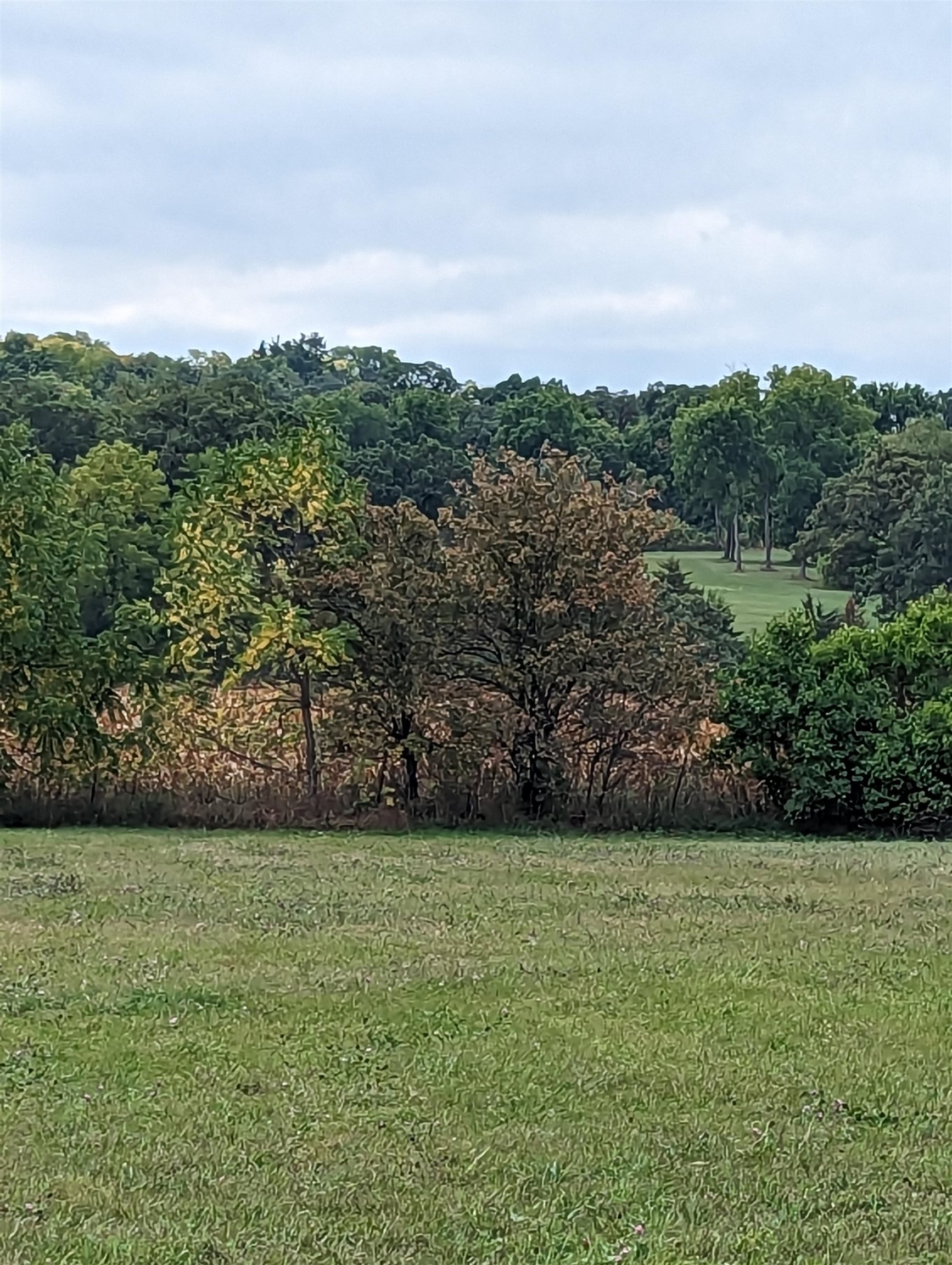a view of a yard with an trees