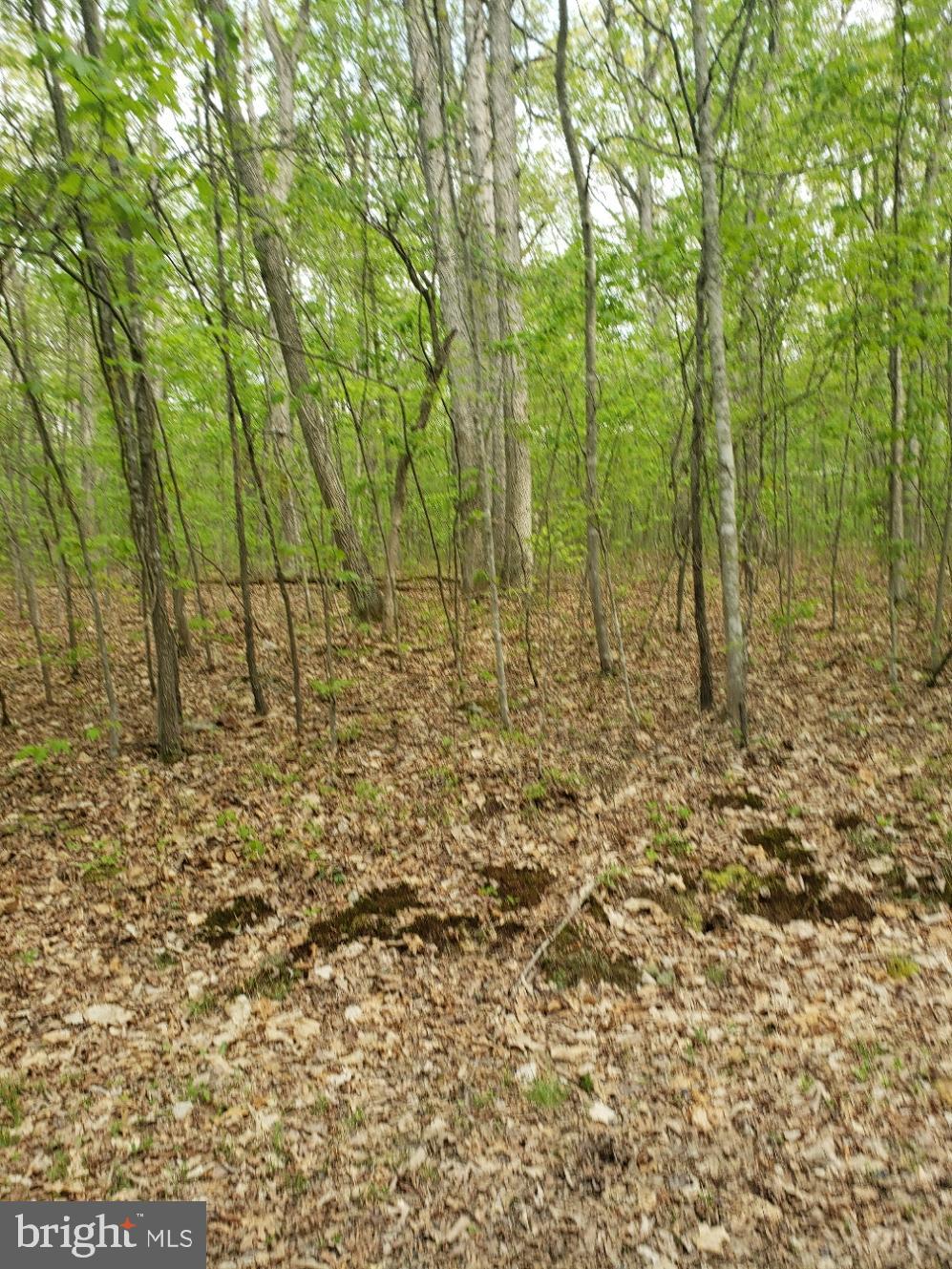 Roundhill Rd Mount Mount Jackson, VA 22842 - Photo 1 of 1 Gallery Image 1