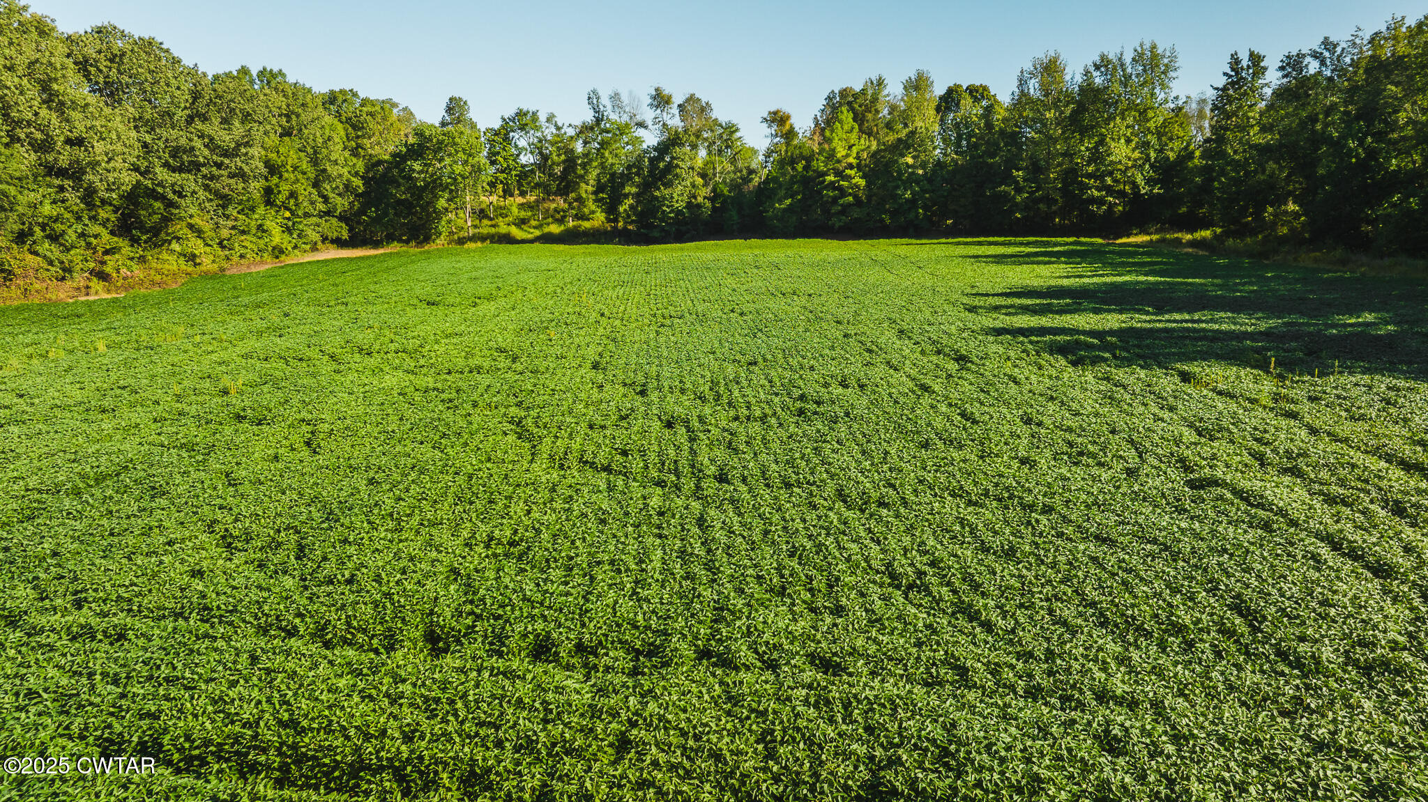 4500 Austin Springs Road Dukedom, TN 38226 - Photo 15 of 35 a view of outdoor space and yard