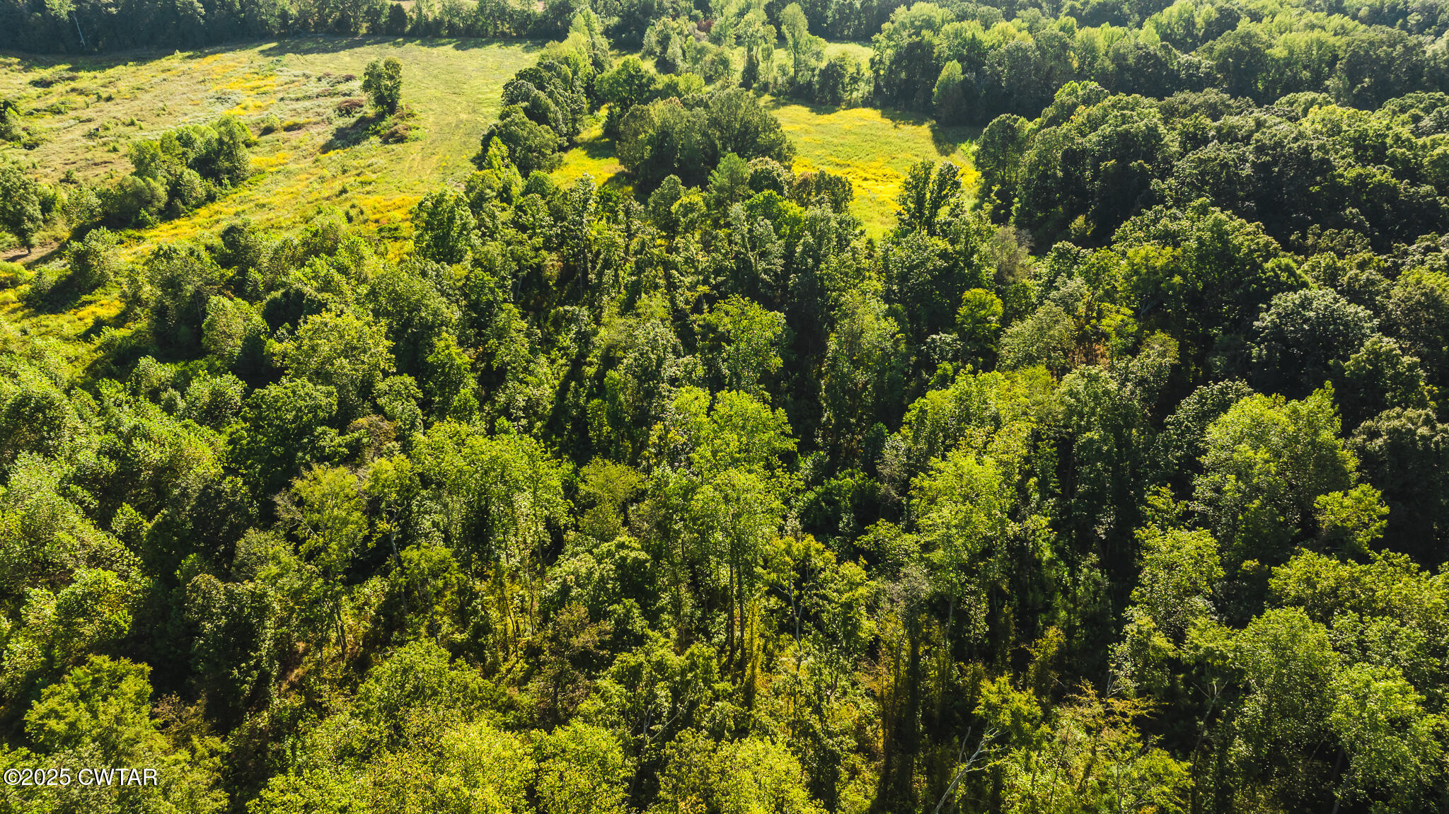 4500 Austin Springs Road Dukedom, TN 38226 - Photo 20 of 35 a view of a bunch of trees