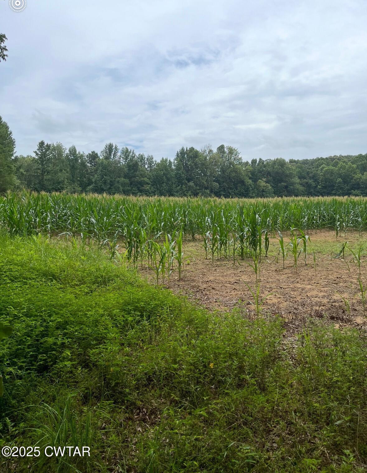 4500 Austin Springs Road Dukedom, TN 38226 - Photo 28 of 35 a view of a lake with houses in the back