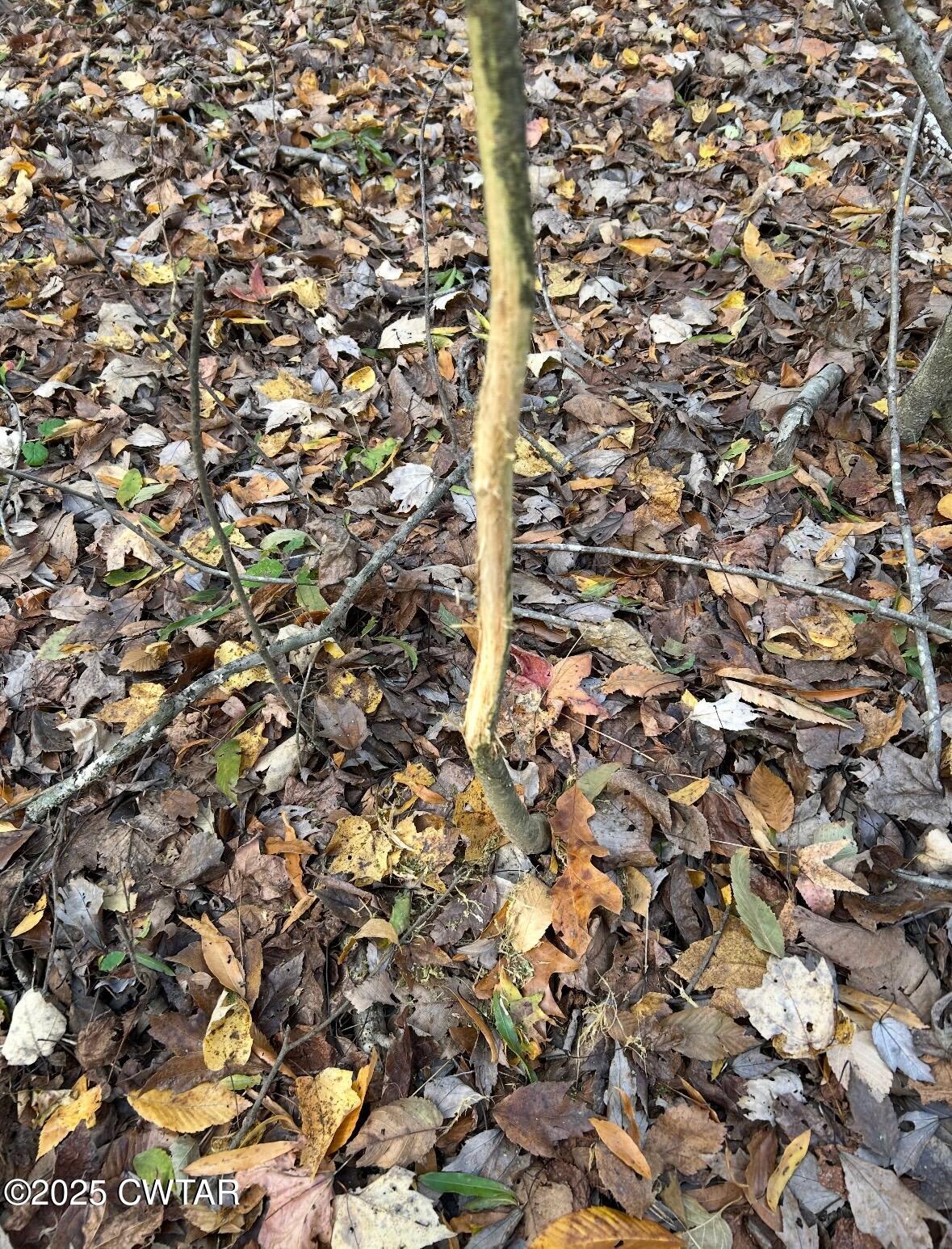 4500 Austin Springs Road Dukedom, TN 38226 - Photo 33 of 35