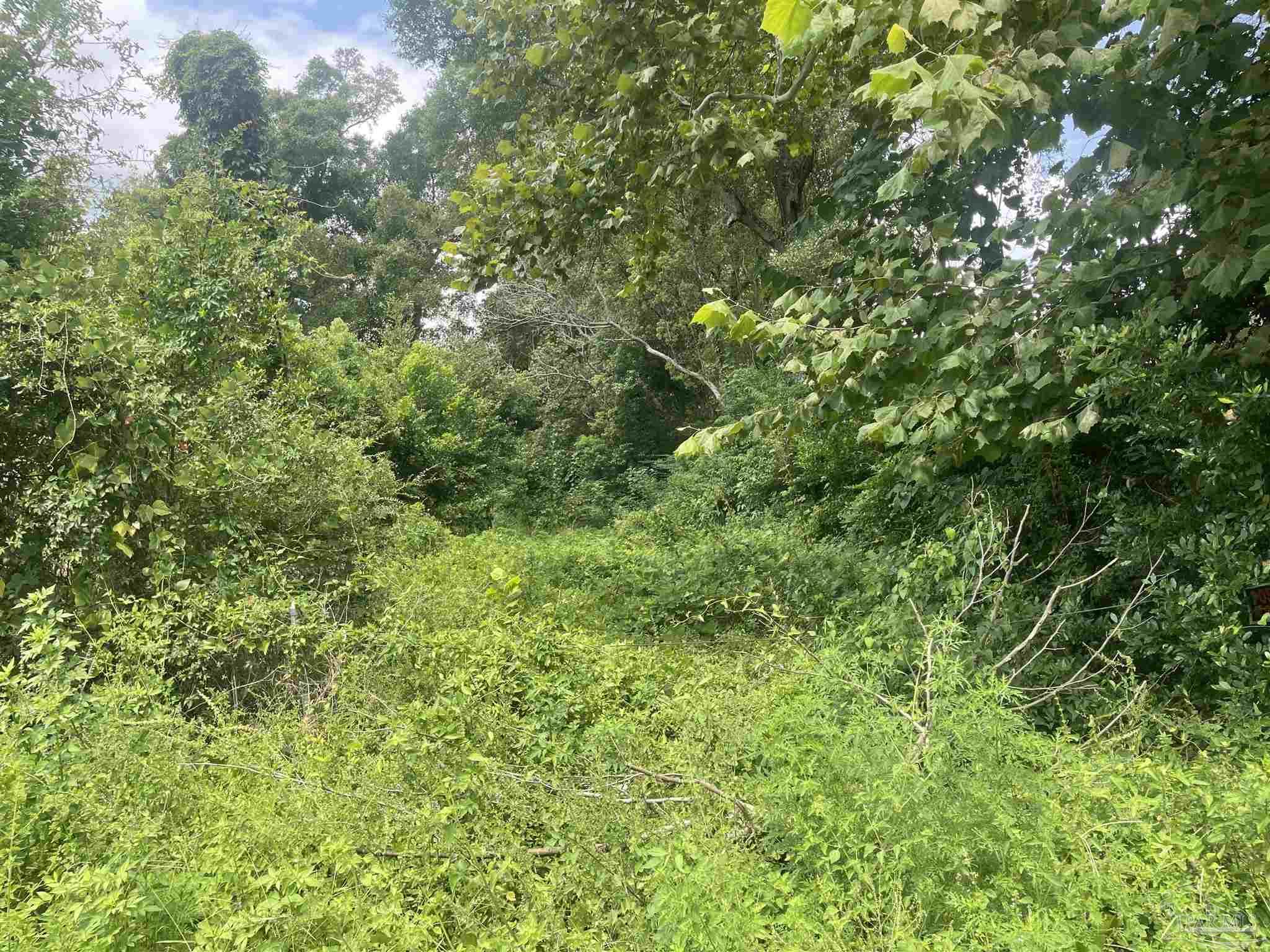 419 North Corry Field Road Pensacola, FL 32506 - Photo 3 of 5 a view of a lush green forest