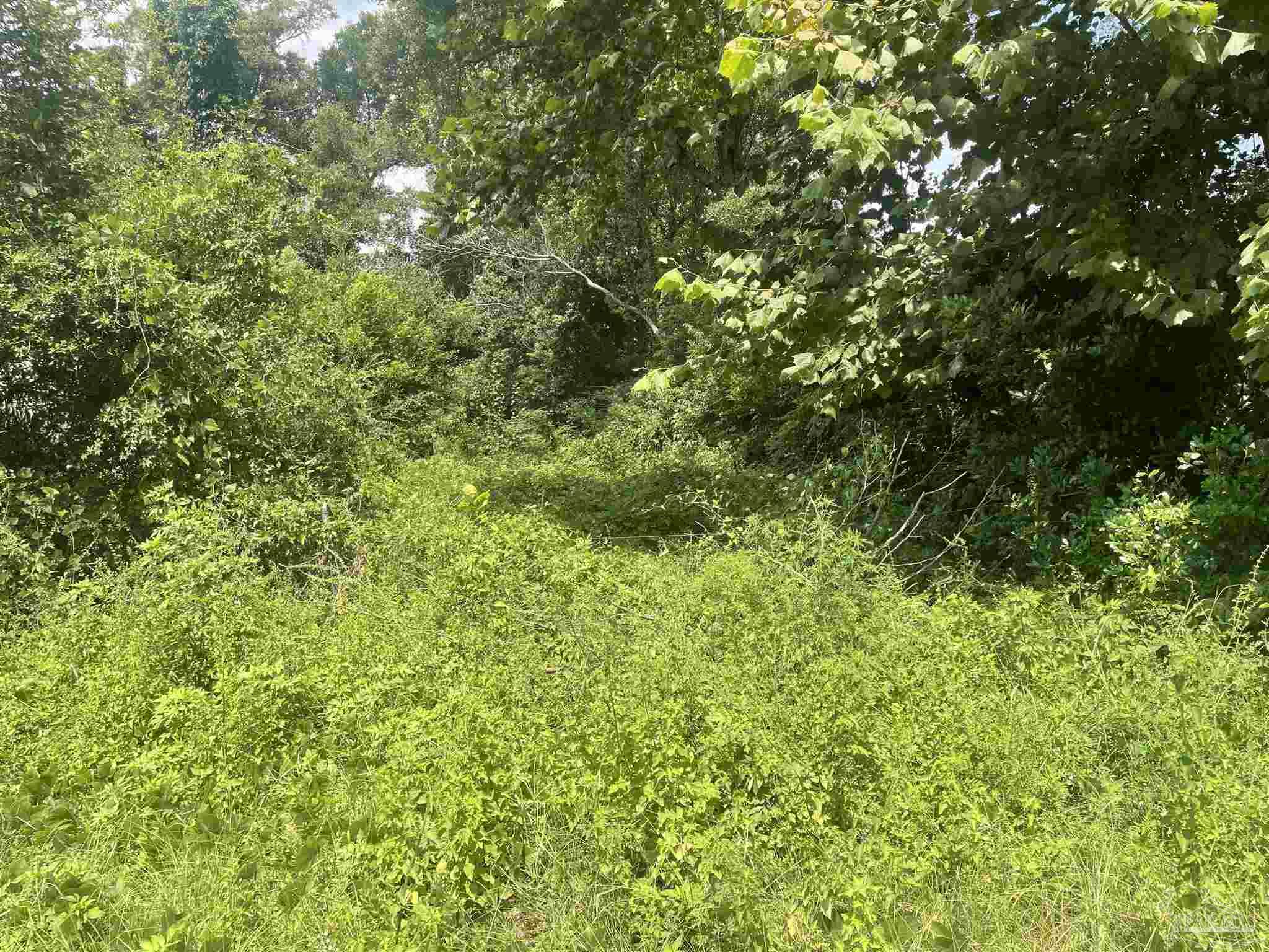 419 North Corry Field Road Pensacola, FL 32506 - Photo 4 of 5 a view of a lush green forest