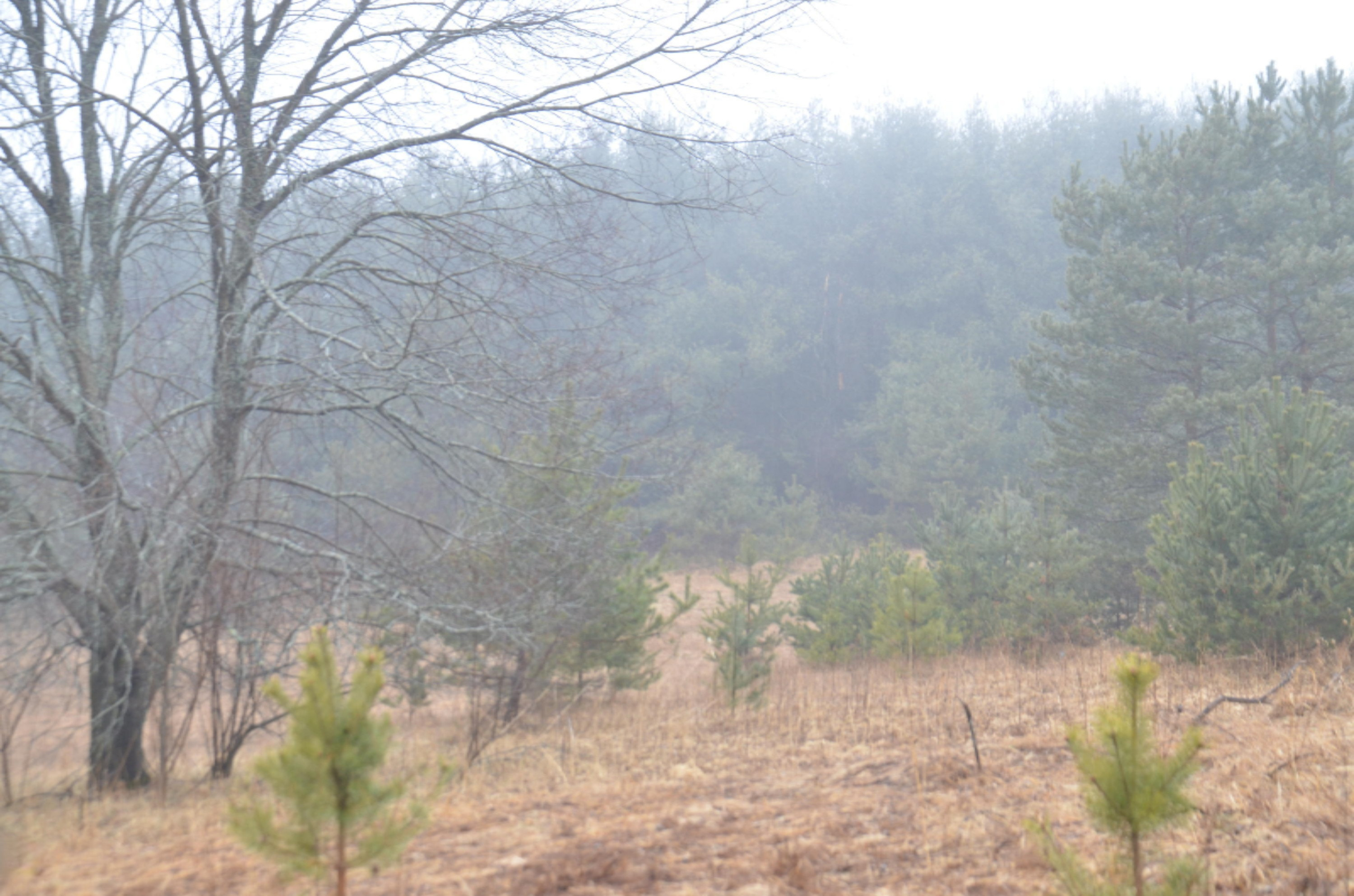 7033 East 17 Mile Road Reed City, MI 49677 - Photo 8 of 10 DSC_7704