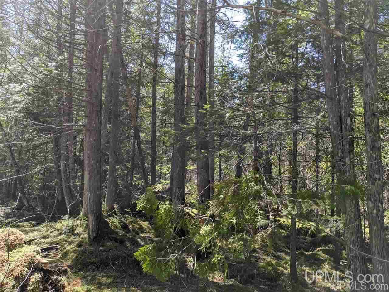 Tbd Off Leeman Road, Unit SENW NESW Sagola, MI 49881 - Photo 5 of 18