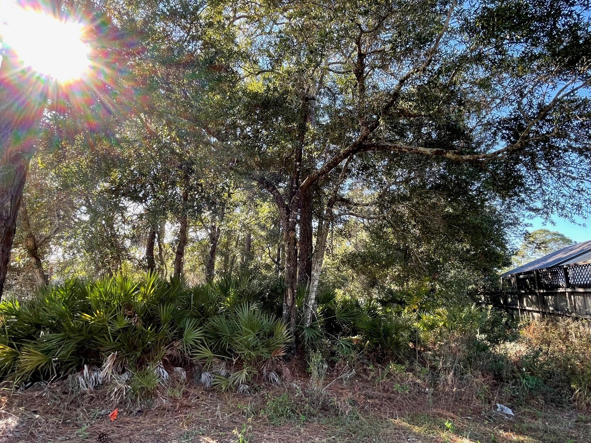 100-blk Blue Bell Circle Santa Rosa Beach, FL 32459 - Photo 10 of 14 a view of a forest with lots of trees