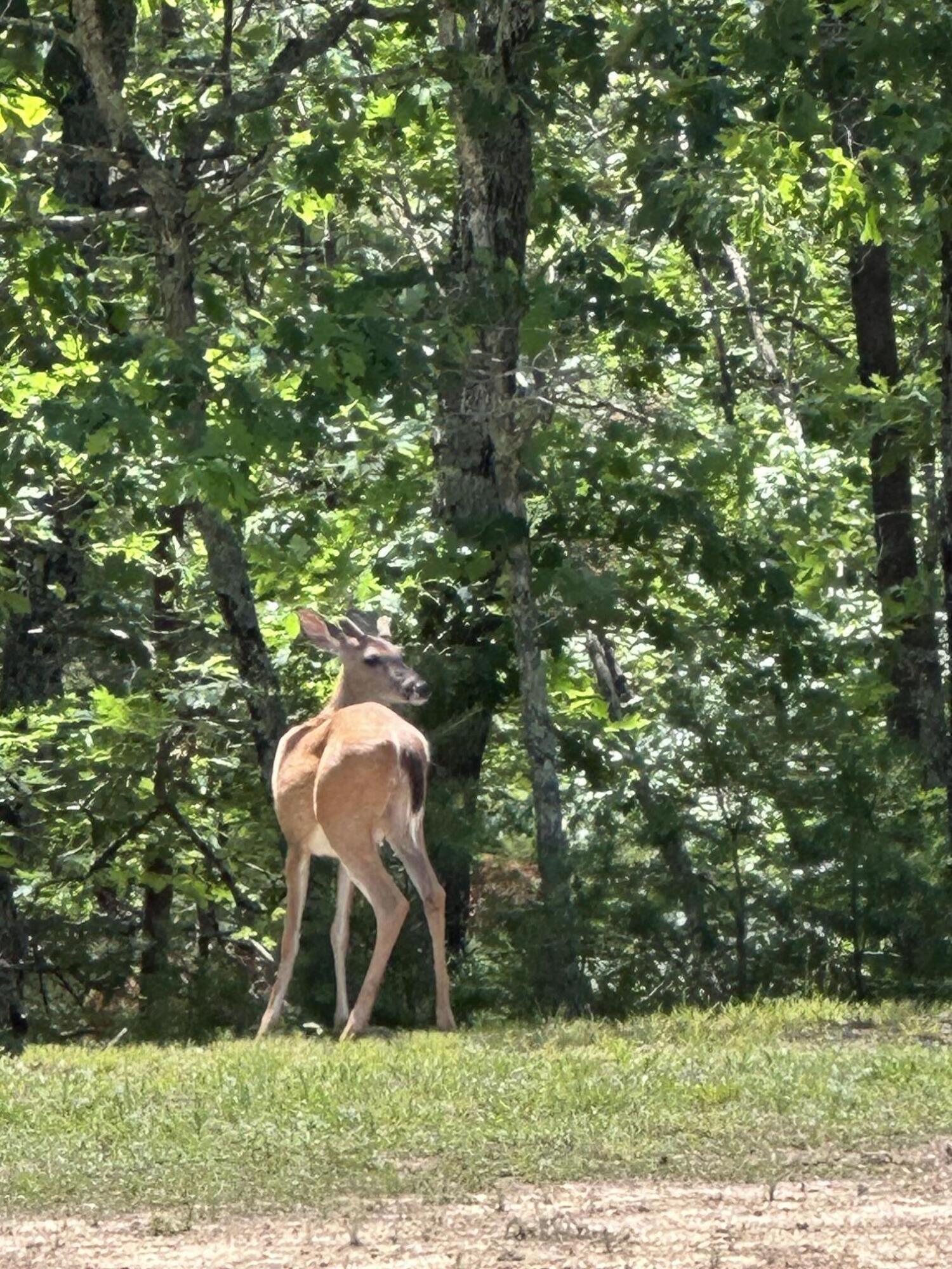 963 Upper Craigs Creek Road Catawba, VA 24070 - Photo 27 of 27 wildlife