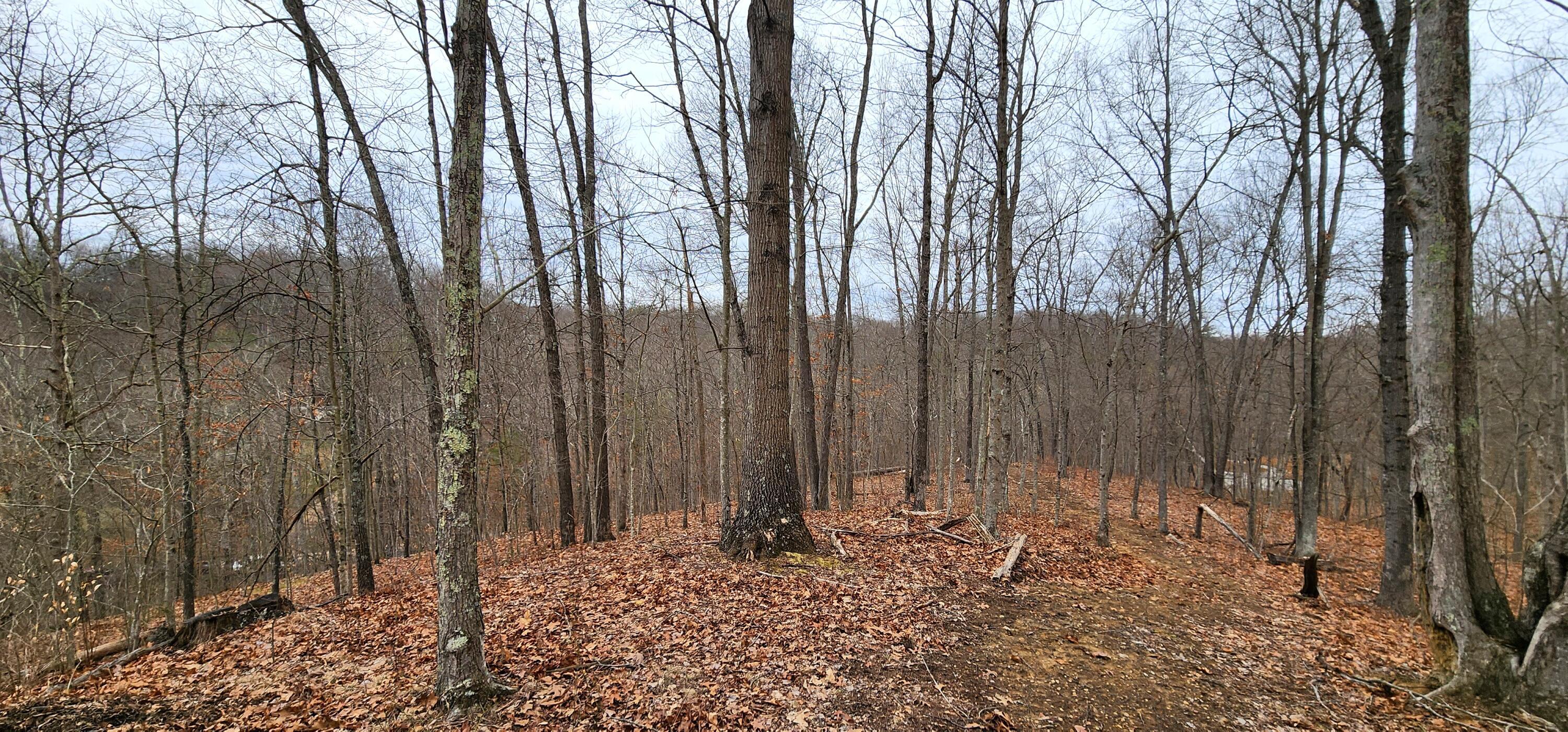 0 Edmundson Road, Unit TRACT 4 AT BIG TIMBER) Vinton, OH 45686 - Photo 6 of 67 7